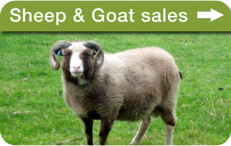 Sheep & goat sales, yarns, mohair & knitwear