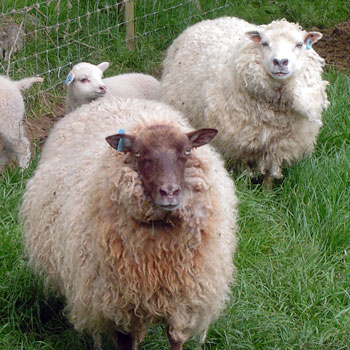 Shetland sheep