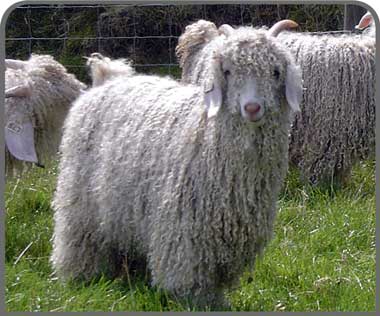 Angora goat breeders