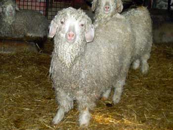 Angora goats