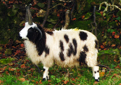 Jacob sheep Wool / Yarn