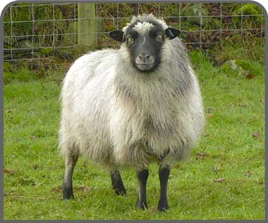 Shetland sheep breeders