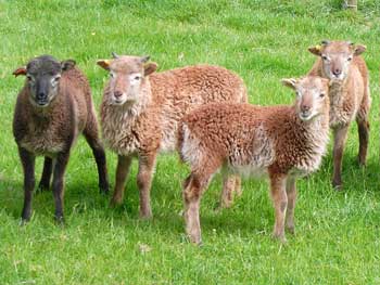 Soay sheep