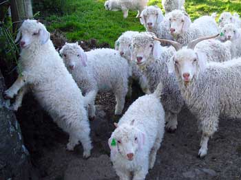 Angora goats