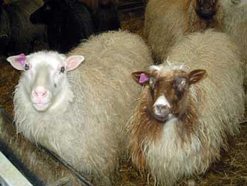 Icelandic sheep