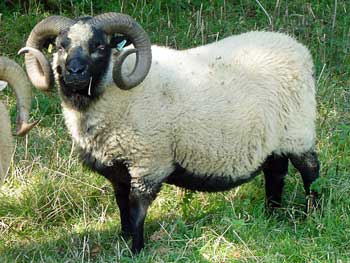 Shetland sheep