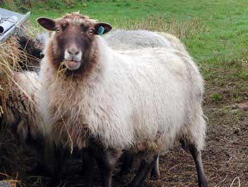 Shetland sheep