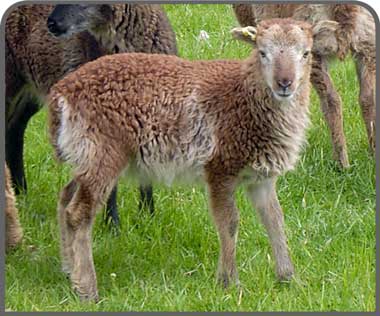 Soay sheep breeders