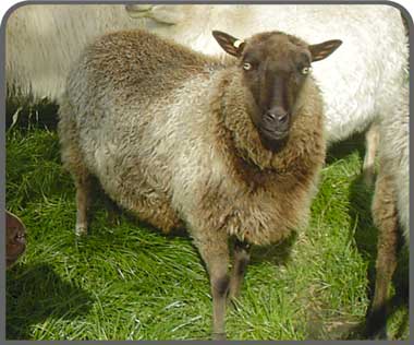 Shetland sheep breeders