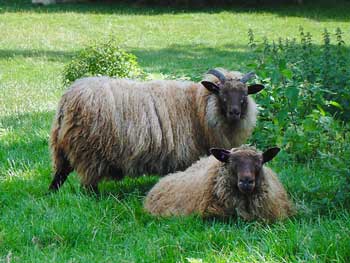 Icelandic sheep