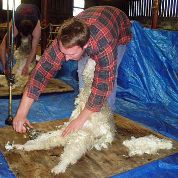 Kid Mohair Shearing