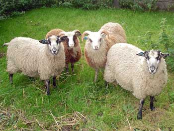 Shetland sheep