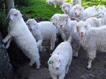 Angora goats Angora goats