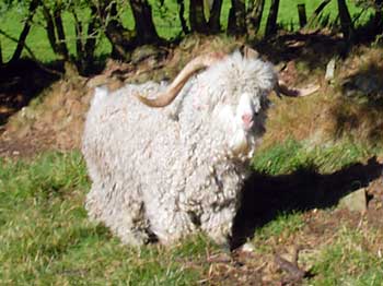 Angora goats Angora goats