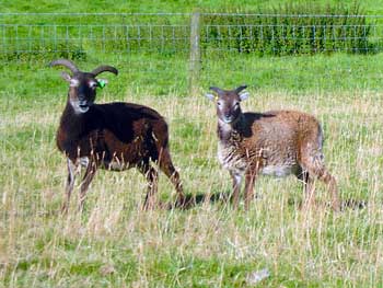 Soay sheep Soay sheep