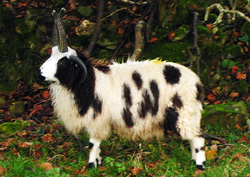 Jacob sheep Jacob sheep Wool / Yarn