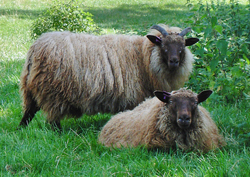 Icelandic Sheep Icelandic Wool / Yarn