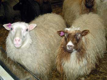 Icelandic sheep Icelandic sheep