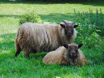 Icelandic sheep Icelandic sheep