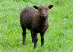 Lambswool Lambswool