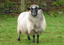 Shetland Sheep Shetland Wool / Yarn